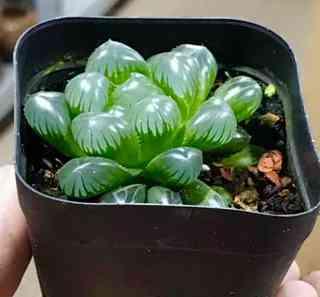 如何科学施肥，让姬玉露茶更美味（掌握施肥技巧）