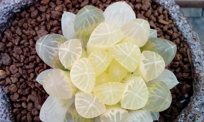 品鉴玉露，寻觅最佳品种（探寻玉露的品种特点与饮用技巧）