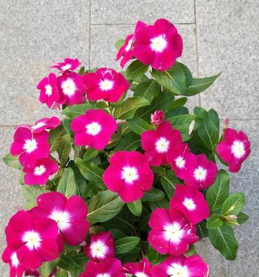 长春花（传递希望与勇气的花语）