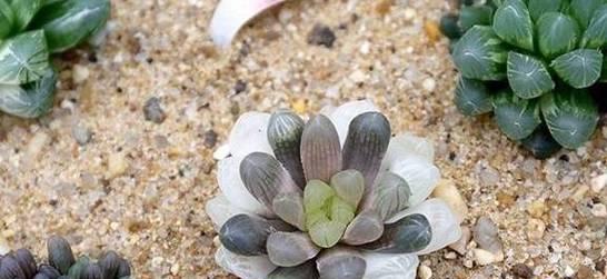 玉露的土种植指南（为您分享玉露的土壤需求和种植技巧）