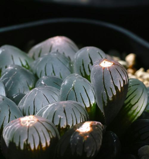 玉露的喜阳阴性植物大揭秘（阳光充足却容易枯萎？想让植物健康生长）