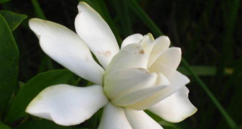 栀子花的真正花语（探寻栀子花的内涵与意义）
