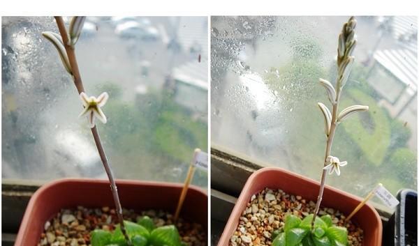 玉露种子的种植方法（如何让玉露在家中萌芽成长）