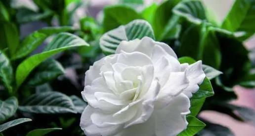栀子花的花语与寓意（传递爱与美的栀子花）