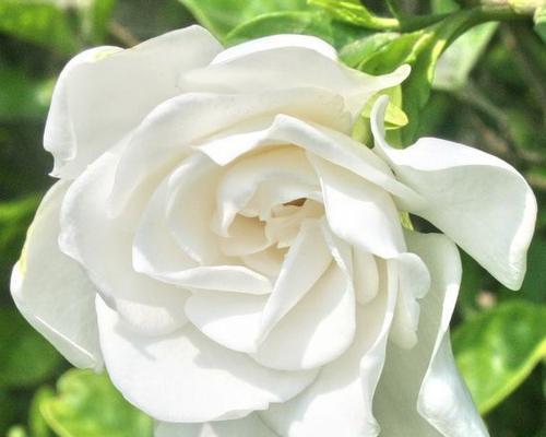 栀子花花语的象征与寓意（探索栀子花背后的花语）