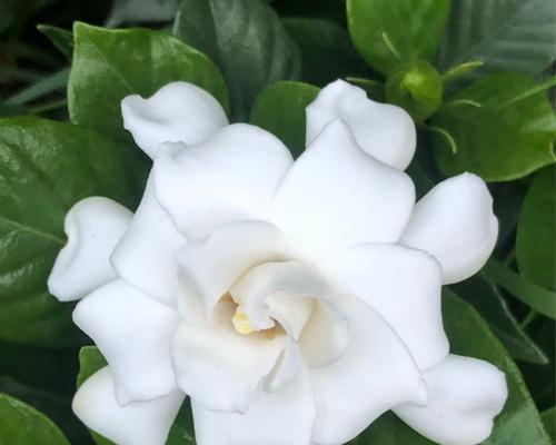 栀子花绽放的寓意与意义（花开花落）