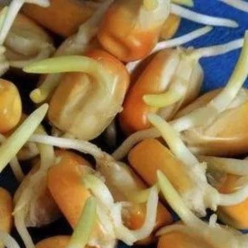 玉米发芽了能否食用（了解玉米发芽的营养价值和食用方法）
