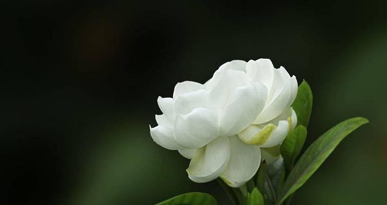 栀子花寓意之美丽花语（追寻栀子花的芳香与含义）