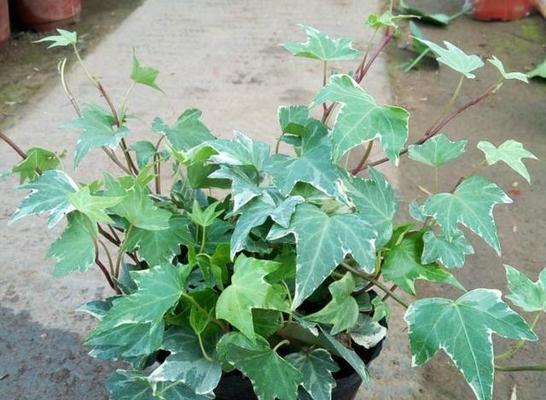 植物呼吸作用的重要性（探索植物呼吸作用的奥秘）
