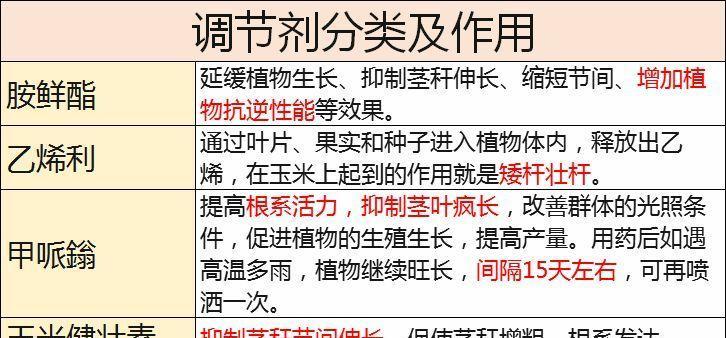 玉米僵苗（种植者必看）