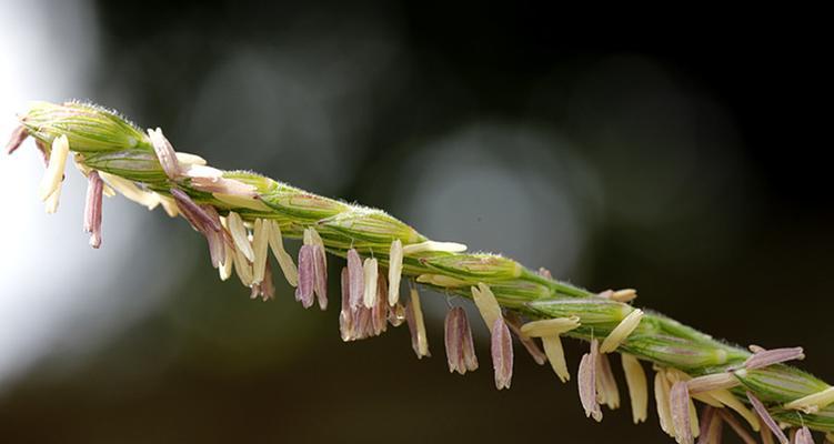 玉米开花与花朵特征——探秘玉米开花之谜
