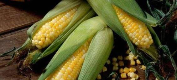 玉米的储存时间及保鲜技巧（从种植到收获）