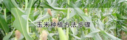 探秘玉米的生长条件和特性（从种植到收获）