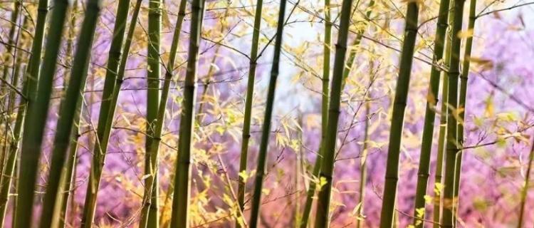 竹子之美——探寻其寓意和花语（竹之精神与生活的智慧）