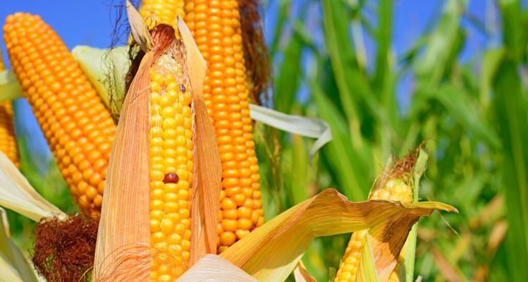 如何科学施肥提高玉米产量（掌握正确的玉米肥料施用方法）