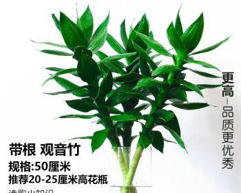 竹子的寓意与象征意义（探索竹子所传达的哲学思想和文化内涵）