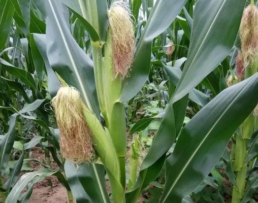 山东玉米收割季节分析（了解玉米收割的最佳时间以获得最佳产量）