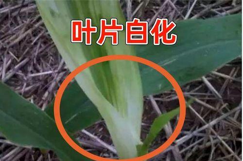 玉米的生长特点与氯元素关系剖析（揭秘玉米是否为忌氯作物及其栽培关键）