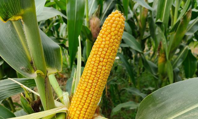 玉米的种植、收获和应用（玉米的种植）