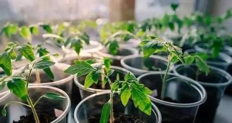 玉米水的神奇作用——浇花专家（不花钱也能让你的花草茁壮成长）