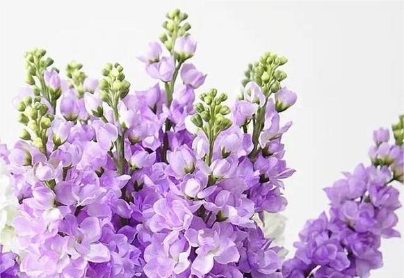紫罗兰花语（探索紫罗兰花语的秘密与意义）