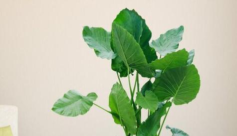 玉米的光照需求与生长特点（喜阴或喜阳）
