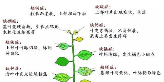 玉米叶片发黄的原因和处理方法（如何让玉米叶片重新变绿）