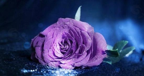 紫玫瑰花语及其意义解读（探索紫玫瑰花的秘密）