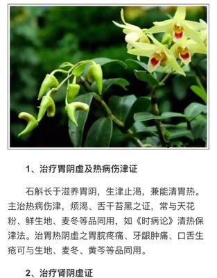 玉米钻心虫防治方法（有效防范玉米钻心虫侵袭的关键措施）