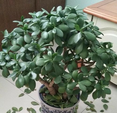 玉树的浇水方法（掌握正确的浇水时间和方法）