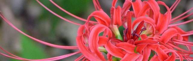 紫色曼陀罗花的花语与象征（神秘）