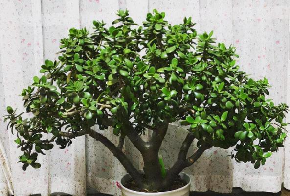 玉树花的毒性与室内养护方法（揭秘玉树花的毒性）