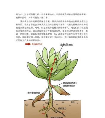 玉树如何换盆（时间、方法、注意事项一网打尽）