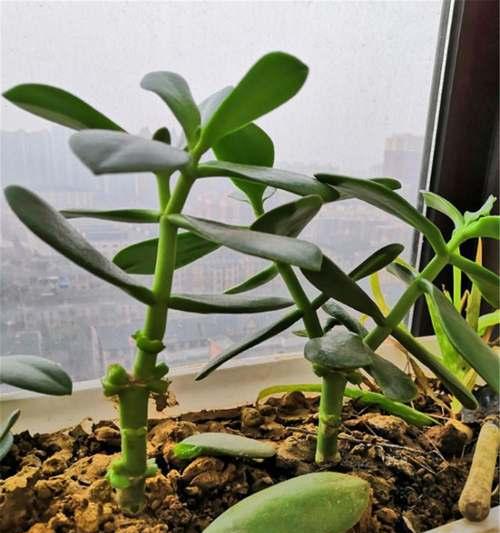 玉树（探寻玉树在雨中的美丽与韵律）