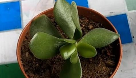 玉树扦插技巧详解（如何在家中种植玉树）