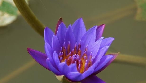 紫色睡莲的花语（探寻紫色睡莲花所传递的深邃内涵）