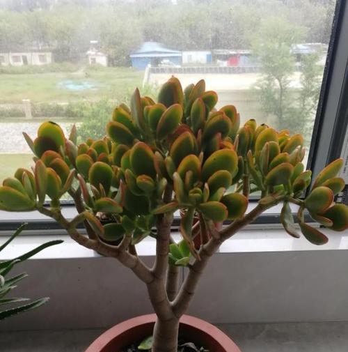 在家种植玉树，享受绿色生活（室内种植玉树的简单方法与注意事项）