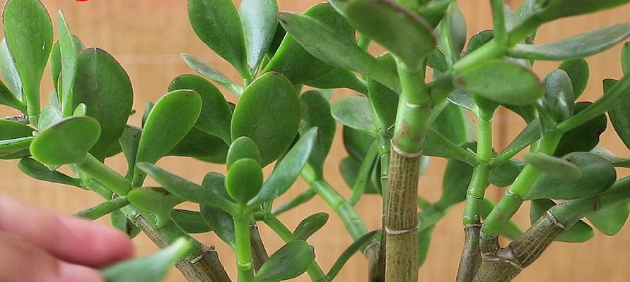 玉树生长温度的适宜范围（探究玉树生长的气温条件）
