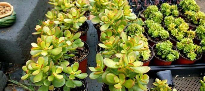 玉树不是多肉植物（探究玉树的分类和特征）