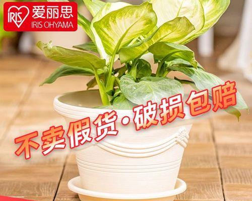 矮圆盆（选择适宜的植物）