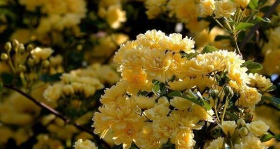 木香花的花语与寓意（揭开木香花背后的秘密）