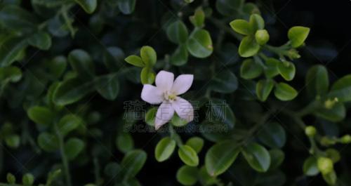 七里香的花语与传说（探寻七里香花的含义与神秘）