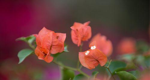 三角梅的花语和传说（揭秘三角梅花的花语及其神秘传说）
