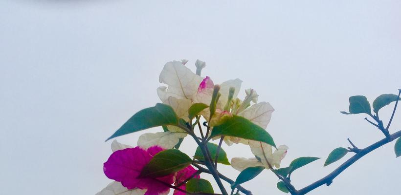 三角梅（三角梅花语与寓意大揭秘）