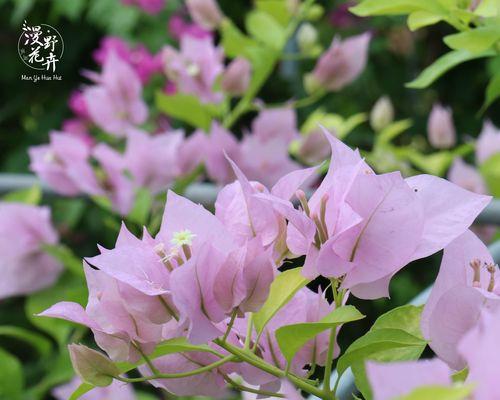 三角梅的花语（三角梅）