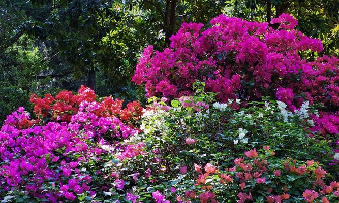 三角梅花语大全——花语传递情感的魅力（美丽的三角梅花开出千言万语）