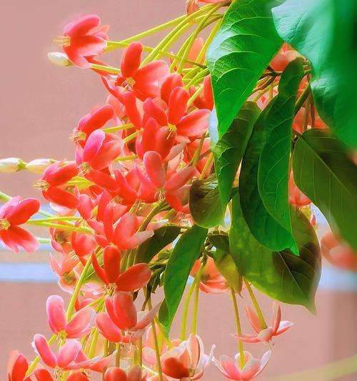 君子花语与寓意（以花为镜）