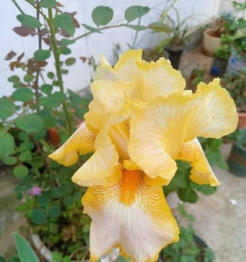 黄色鸢尾花花语的美好寓意（揭示黄色鸢尾花的意义与象征）