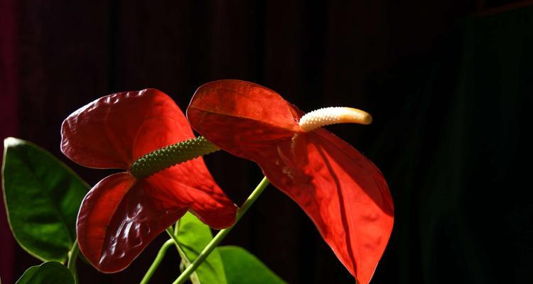 火鹤花的花语及其传说（寓意繁花似锦的奇特花卉）