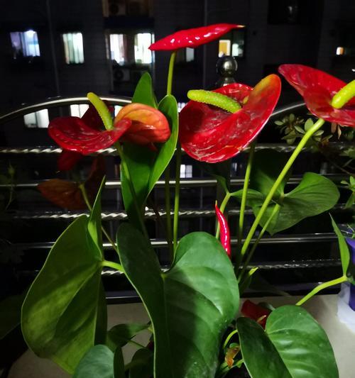 火鹤花（火鹤花象征着的独特寓意与含义）